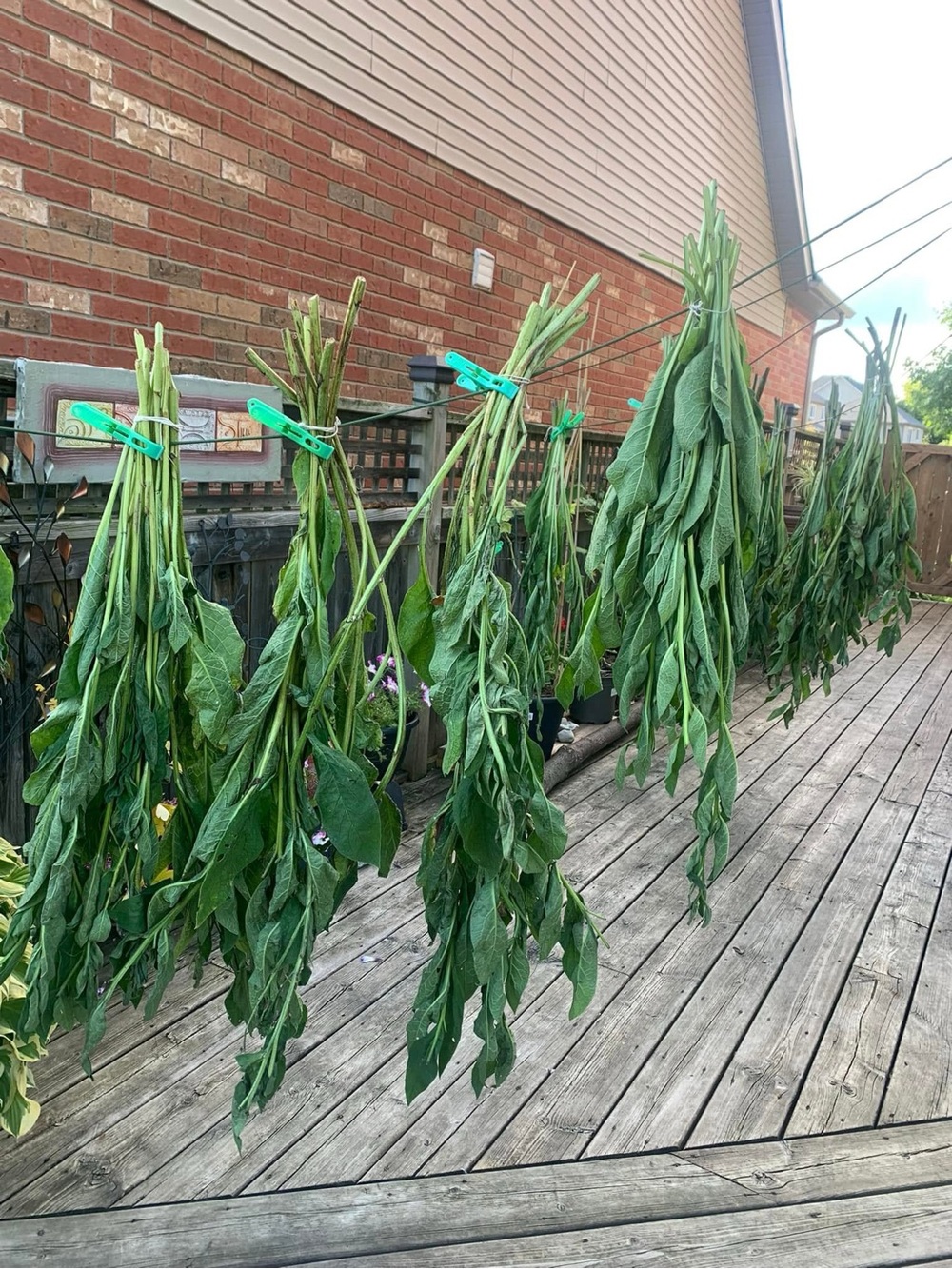Dried Organic Comfrey Leaves